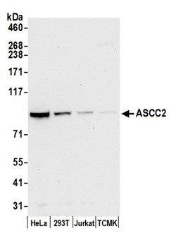 ASCC2 Rabbit anti-Human, Mouse, Polyclonal, Bethyl Laboratories 100 &mu;L;