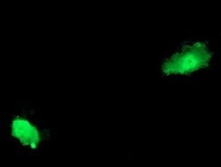 ASCC2 Monoclonal Antibody (OTI2D3), TrueMAB , OriGene 30 &mu;L; Unconjugated:Antibodies,