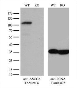 ASCC2 Mouse anti-Human, Clone: OTI1E8, lyophilized, TrueMAB 100 &mu;g;