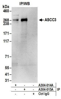 ASCC3 Rabbit anti-Human, Mouse, Polyclonal, Bethyl Laboratories 100 &mu;L;