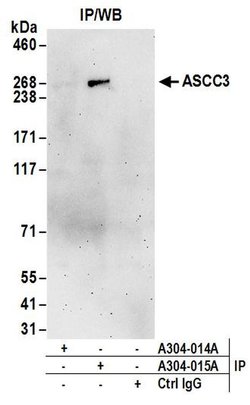 ASCC3 Rabbit anti-Human, Polyclonal, Bethyl Laboratories 10 &mu;L; Unconjugated:Antibodies,