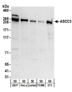 ASCC3 Rabbit anti-Human, Mouse, Polyclonal, Bethyl Laboratories 100 &mu;L;