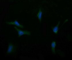 ASGR2 Mouse anti-Human, Clone: OTI4B6, lyophilized, TrueMAB 100 &mu;g;