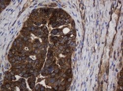 ASGR2 Mouse anti-Human, Clone: OTI2A12, liquid, TrueMAB 100 &mu;L; Unconjugated:Antibodies,