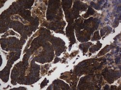 ASGR2 Mouse anti-Human, Clone: OTI2A12, liquid, TrueMAB 100 &mu;L; Unconjugated:Antibodies,
