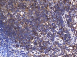 ASGR2 Mouse anti-Human, Clone: OTI2A12, lyophilized, TrueMAB 100 &mu;g;