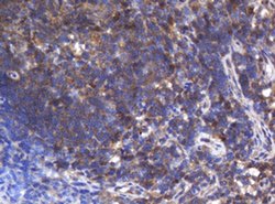ASGR2 Mouse anti-Human, Clone: OTI2A12, liquid, TrueMAB 100 &mu;L; Unconjugated:Antibodies,
