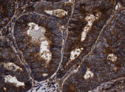 ASGR2 Mouse anti-Human, Clone: OTI2A12, liquid, TrueMAB 100 &mu;L; Unconjugated:Antibodies,
