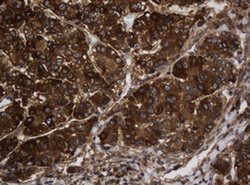 ASGR2 Mouse anti-Human, Clone: OTI2A12, liquid, TrueMAB 100 &mu;L; Unconjugated:Antibodies,