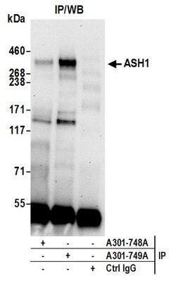 ASH1 Rabbit anti-Human, Mouse, Polyclonal, Bethyl Laboratories 100 &mu;L;