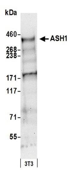 ASH1 Rabbit anti-Human, Mouse, Polyclonal, Bethyl Laboratories 100 &mu;L;