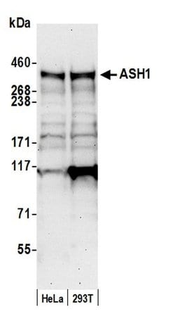 ASH1 Rabbit anti-Human, Mouse, Polyclonal, Bethyl Laboratories 100 &mu;L;