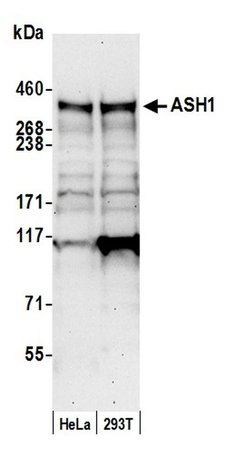 ASH1 Polyclonal Antibody, Bethyl Laboratories 20 &mu;L; Unconjugated:Antibodies,