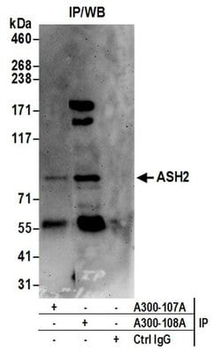 ASH2 Rabbit anti-Human, Polyclonal, Bethyl Laboratories 100 &mu;L; Unconjugated:Antibodies,