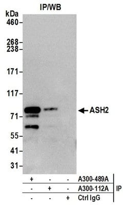 ASH2 Rabbit anti-Human, Mouse, Polyclonal, Bethyl Laboratories 100 &mu;L;