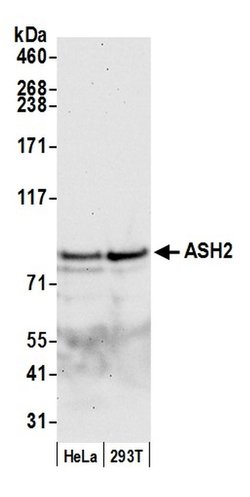 ASH2 Rabbit anti-Human, Mouse, Polyclonal, Bethyl Laboratories 100 &mu;L;