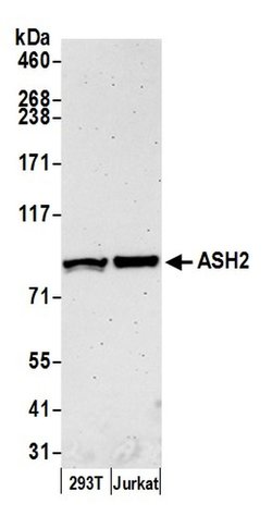 ASH2 Rabbit anti-Human, Polyclonal, Bethyl Laboratories 100 &mu;L; Unconjugated:Antibodies,