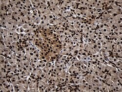 ASH2L Monoclonal Antibody (OTI2H3), TrueMAB , OriGene 100 &mu;L; Unconjugated:Antibodies,