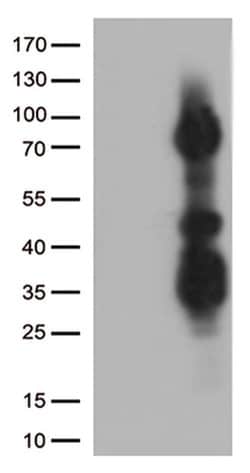 ASH2L Monoclonal Antibody (OTI1A4), TrueMAB , OriGene 100 &mu;L; Unconjugated:Antibodies,