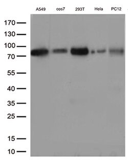ASH2L Monoclonal Antibody (OTI2H3), TrueMAB , OriGene 100 &mu;L; Unconjugated:Antibodies,