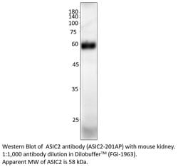 ASIC2 Rabbit anti-Human, Mouse, Rat, Polyclonal, FabGennix 200 &mu;L; Unconjugated:Antibodies,