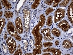 ASL Mouse anti-Human, Clone: OTI9G2, lyophilized, TrueMAB 100 &mu;g; Unconjugated:Antibodies,