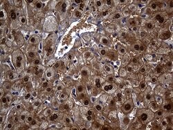 ASL Mouse anti-Human, Clone: OTI9G2, lyophilized, TrueMAB 100 &mu;g; Unconjugated:Antibodies,