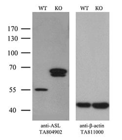 ASL Mouse anti-Human, Clone: OTI9G2, lyophilized, TrueMAB 100 &mu;g; Unconjugated:Antibodies,