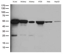 ASL Mouse anti-Human, Clone: OTI9G2, lyophilized, TrueMAB 100 &mu;g; Unconjugated:Antibodies,