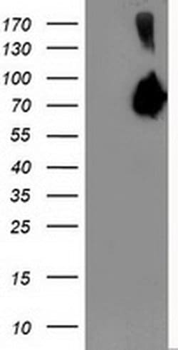 ASNS Monoclonal Antibody (OTI1A10), TrueMAB , OriGene:Antibodies:Primary