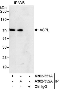 ASPL Rabbit anti-Human, Polyclonal, Bethyl Laboratories 10 &mu;L; Unconjugated:Antibodies,