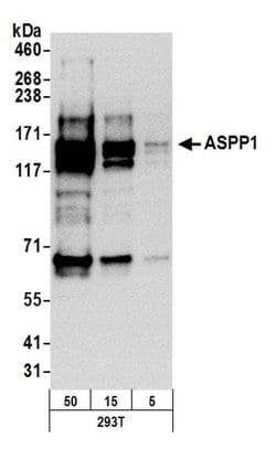 ASPP1 Rabbit anti-Human, Polyclonal, Bethyl Laboratories 100 &mu;L; Unconjugated:Antibodies,