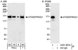 ATAD5/FRAG1 Rabbit anti-Human, Polyclonal, Bethyl Laboratories 100 &mu;L;