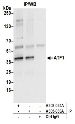 ATF1 Rabbit anti-Human, Polyclonal, Bethyl Laboratories 100 &mu;L; Unconjugated:Antibodies,