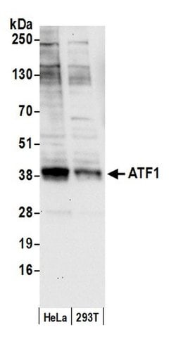 ATF1 Rabbit anti-Human, Polyclonal, Bethyl Laboratories 100 &mu;L; Unconjugated:Antibodies,