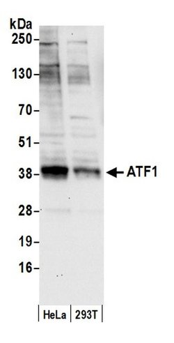 ATF1 Polyclonal Antibody, Bethyl Laboratories 20 &mu;L; Unconjugated:Antibodies,
