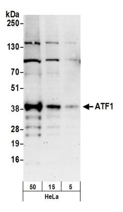 ATF1 Polyclonal Antibody, Bethyl Laboratories:Antibodies:Primary Antibodies