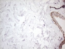 ATF1 Monoclonal Antibody (OTI7H3), TrueMAB , OriGene:Antibodies:Primary