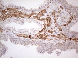 ATF1 Monoclonal Antibody (OTI7H3), TrueMAB , OriGene:Antibodies:Primary