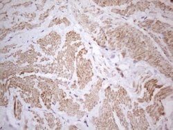 ATF1 Monoclonal Antibody (OTI7H3), TrueMAB , OriGene 100 &mu;L; Unconjugated:Antibodies,
