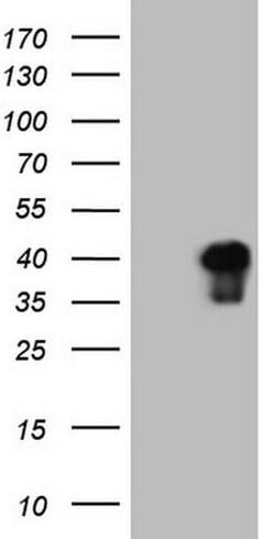 ATF1 Monoclonal Antibody (OTI1D4), TrueMAB , OriGene 100 &mu;L; Unconjugated:Antibodies,