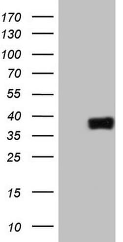 ATF1 Monoclonal Antibody (OTI8G3), TrueMAB , OriGene 30 &mu;L; Unconjugated:Antibodies,
