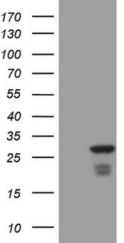 ATF3 Mouse anti-Human, Clone: OTI5G9, lyophilized, TrueMAB 100 &mu;g; Unconjugated:Antibodies,