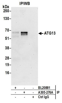 ATG13/KIAA0652 Rabbit anti-Human, Mouse, Polyclonal, Bethyl Laboratories