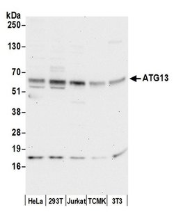ATG13/KIAA0652 Polyclonal Antibody, Bethyl Laboratories:Antibodies:Primary