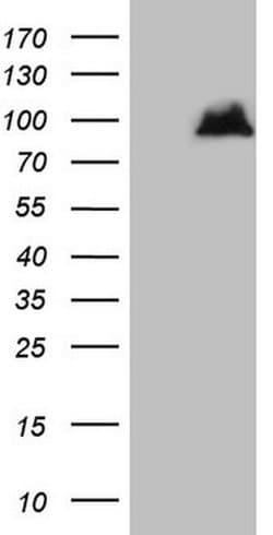 ATG16L1 Monoclonal Antibody (OTI2A10), TrueMAB , OriGene 100 &mu;L; Unconjugated:Antibodies,