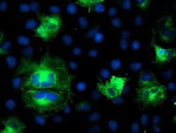 ATG3 Monoclonal Antibody (OTI3G3), TrueMAB , OriGene 100 &mu;L; Unconjugated:Antibodies,
