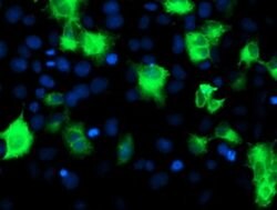 ATG3 Monoclonal Antibody (OTI3C6), TrueMAB , OriGene 100 &mu;L; Unconjugated:Antibodies,