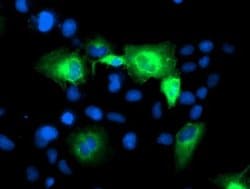 ATG3 Monoclonal Antibody (OTI3H1), TrueMAB , OriGene:Antibodies:Primary