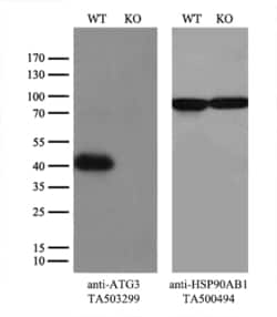 ATG3 Monoclonal Antibody (OTI3G3), TrueMAB , OriGene 30 &mu;L; Unconjugated:Antibodies,